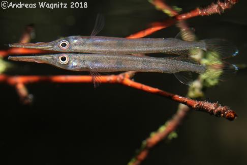 Fischhobby.de Hemirhamphodon pogonognathus